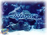 Tubarão Leopardo